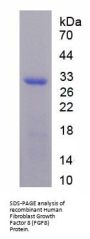 Human Fibroblast Growth Factor 8 (FGF8) Protein