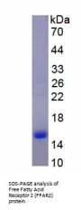 Mouse Free Fatty Acid Receptor 2 (FFAR2) Protein