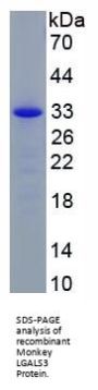 Monkey Galectin 3 (LGALS3) Protein