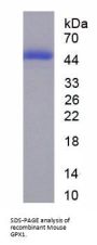 Mouse Glutathione Peroxidase 1 (GPX1) Protein