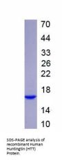Human Huntingtin (HTT) Protein
