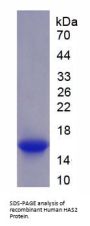 Human Hyaluronan Synthase 2 (HAS2) Protein
