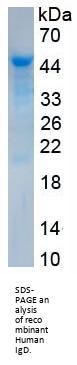 Human Immunoglobulin D (IgD) Protein