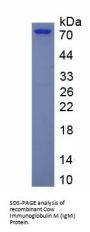 Cow Immunoglobulin M (IgM) Protein