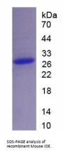 Mouse Insulin Degrading Enzyme (IDE) Protein