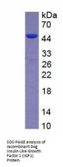 Dog Insulin Like Growth Factor 1 (IGF1) Protein