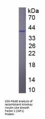 Monkey Insulin Like Growth Factor 1 (IGF1) Protein