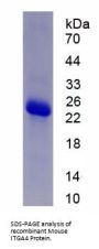 Mouse Integrin Alpha 4 (ITGA4) Protein