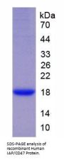 Human Leukocyte Surface Antigen CD47 (CD47) Protein