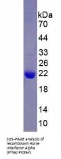 Horse Interferon Alpha (IFNa) Protein