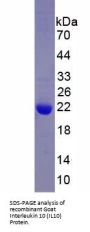 Goat Interleukin 10 (IL10) Protein