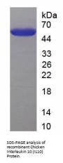 Chicken Interleukin 10 (IL10) Protein