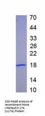 Horse Interleukin 17A (IL17A) Protein