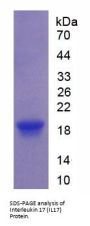 Pig Interleukin 17A (IL17A) Protein