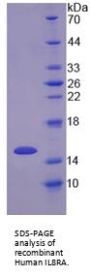 Human Interleukin 8 Receptor Alpha / IL8RA (CXCR1) Protein