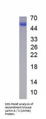 Mouse Lamin A/C (LMNA) Protein