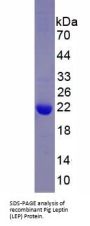 Pig Leptin (LEP) Protein
