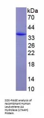 Human Leukotriene A-4 Hydrolase (LTA4H) Protein