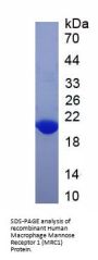 Human Macrophage Mannose Receptor 1 (MRC1) Protein