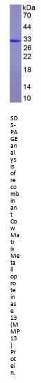 Cow Matrix Metalloproteinase 13 (MMP13) Protein