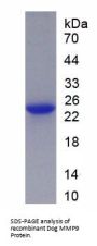 Dog Matrix Metalloproteinase 9 (MMP9) Protein