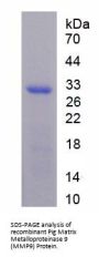 Pig Matrix Metalloproteinase 9 (MMP9) Protein