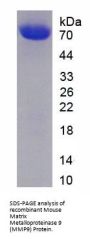 Mouse Matrix Metalloproteinase 9 (MMP9) Protein