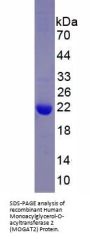 Human Monoacylglycerol-O-acyltransferase 2 (MOGAT2) Protein