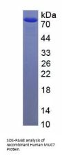 Human Mucin-7 (MUC7) Protein