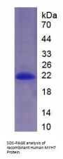 Human Myosin 7 (MYH7) Protein