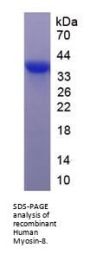 Human Myosin-8 (MYH8) Protein