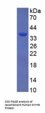 Human Myosin-9 (MYH9) Protein
