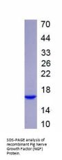 Pig Nerve Growth Factor (NGF) Protein