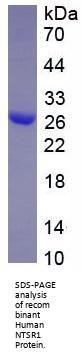 Human Neurotensin Receptor 1, High Affinity (NTSR1) Protein