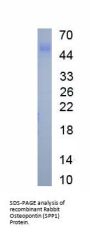Rabbit Osteopontin (SPP1) Protein