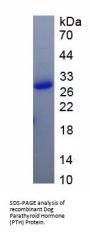 Dog Parathyroid Hormone (PTH) Protein