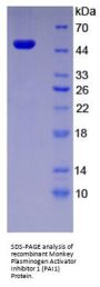 Monkey Plasminogen Activator Inhibitor 1 (PAI1) Protein
