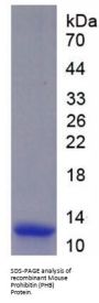 Mouse Prohibitin (PHB) Protein