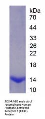 Human Proteinase-Activated Receptor 2 / PAR2 (F2RL1) Protein