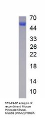 Mouse Pyruvate Kinase, Muscle (PKM2) Protein