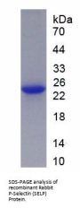 Rabbit P-Selectin (SELP) Protein