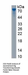 Pig Transforming Growth Factor Beta Induced Protein (TGFbI) Protein