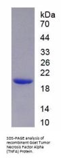 Goat Tumor Necrosis Factor (TNF) Protein
