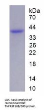 Rat Tumor Necrosis Factor Receptor Superfamily Member 10B / DR5 (TNFRSF10B) Protein