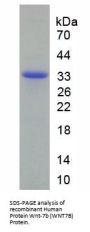 Human Protein Wnt-7b (WNT7B) Protein