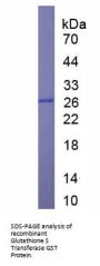 Glutathione S Transferase (GST) Protein