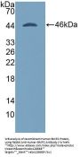Human Bone Morphogenetic Protein 2 (BMP2) Protein (Active)