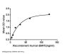Human Bone Morphogenetic Protein 2 (BMP2) Protein (Active)
