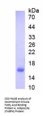 Mouse Fatty Acid Binding Protein 4, Adipocyte (FABP4) Protein (Active)