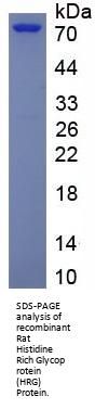 Rat Histidine Rich Glycoprotein (HRG) Protein (Active)